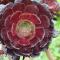 Aeonium 'Zwartkop', dark red almost black leaves, looks like a flower