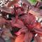 Amaranthus 'Velvet Curtains' burnished red leaves