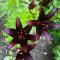 Lilium 'Landini'm darkest red, almost black lily