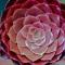 Aeonium 'Garnet', pink to reddish pink succulent rosette