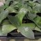 Assorted agaves