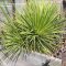 Agave 'Hedgehog', narrow pointed leaves