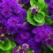 Ageratum 'Patina Purple' bright dark purple fuzzy flowers