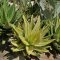 Aloe, variegated, light green and white striped