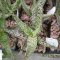 Aloe, Hoidal hybrids, spotted fleshy leaves