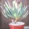Aloe picatilis, strap-like leaves out of of a short trunk