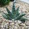 Aloe variegata, striped dark green and light green