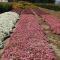 Rose Alyssum, massed in a bed