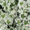 White alyssum close up, showing tiny white flowers