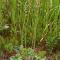 Heuchera richardsonii, low green plant with tall spindly flowers