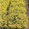 Alyssum 'Luna', masses of small yellow flowers