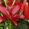 Lilium 'Blackout', dark red lily