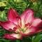 Lilium 'Double Sensation', double dark red petals with a white throat