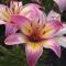 Lilium 'Tiny Bell', pink lily with a yellow throat and darker center