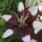 Lilium 'Tiny Padhye', wine petals with white tips