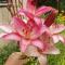 Lilium 'Toronto', huge pink blooms