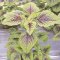 Amaranthus, callaloo, green leaves with red centers