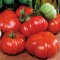 Costoluto Genovese tomato, huge strong red, rippled