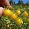 Coyote tomatoes, light yellow cherries
