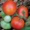 Czech Bush tomato, red round fruit