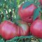 Dester's Amish tomato, very large flattened reds