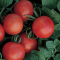 Gardener's delight tomato, red round medium tomatoes