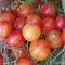 Tomato 'Isis Candy Cherry', small red to yellow fruits