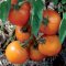 Jaune flamme tomatoe, orange to yellow fruits
