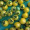 Lemon Drop tomato, tiny bright yellow cherries