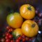 Gold Long Keeper tomato