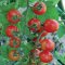 Mexico midget cherry tomato