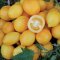 Plum lemon tomatoes, bright yellow