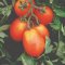 Principe Borghese plum tomatoes, light red