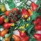 Red fig tomato, pear-shaped red fruits