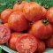 Red zebra tomatoes, red with yellow stripes