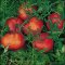 Silvery fir tomatoes, red fruits, nice green foliage
