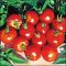 Stupice tomato, medium size bright red