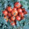 Velvet Red tomato, small red