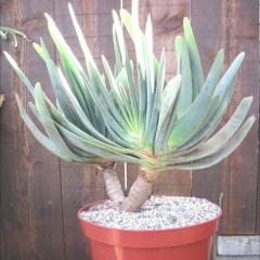 Aloe picatilis, strap-like leaves out of of a short trunk
