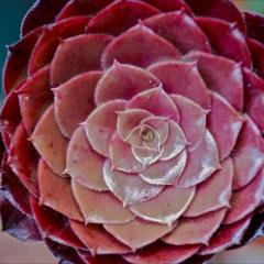 Aeonium 'Garnet', pink to reddish pink succulent rosette