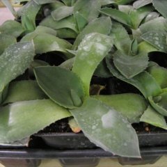 Assorted agaves