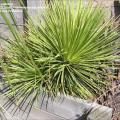 Agave 'Hedgehog', narrow pointed leaves