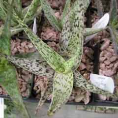 Aloe, Hoidal hybrids, spotted fleshy leaves