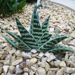 Aloe variegata, striped dark green and light green