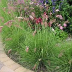 Ruby Grass, pink seed heads on green grass