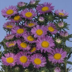Aster azureus, purple mini daisies with large yellow centers