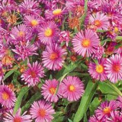Aster laevis, pink-lavender mini daisies