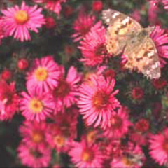 Aster 'September Ruby', pink asters with butterfly