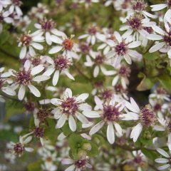 Aster divaricatus, white petals, pink or yellow centers