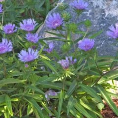 Stokesia 'Klaus Jelitto', purple large-flowered asters